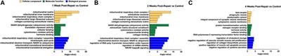 Transcriptional time course after rotator cuff repair in 6 month old female rabbits